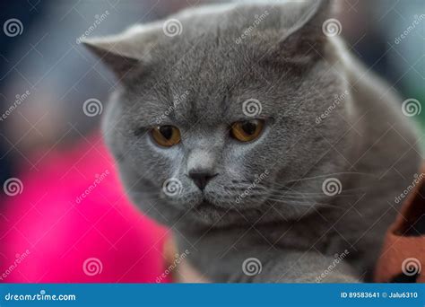 British cat blue portrait stock image. Image of black - 89583641