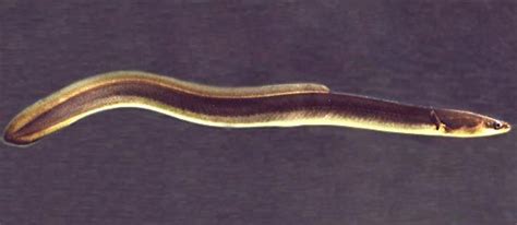 Eel | Description, Types, & Facts | Britannica