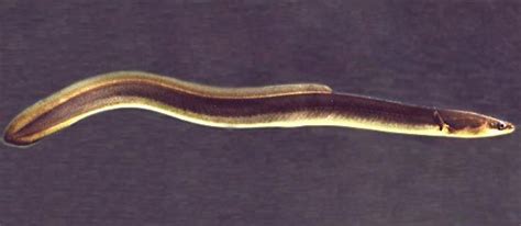 Eel - Anatomy, Migration, Adaptation | Britannica