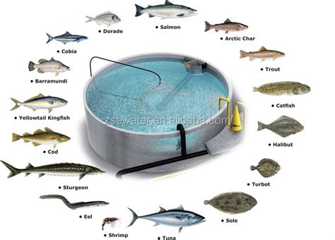 RAS/Recirculation aquaculture system layout design/indoor fish farming design