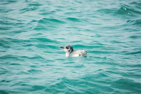 Akaroa: Dolphin Nature Cruise | GetYourGuide