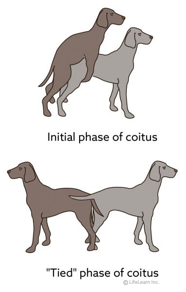 When does a female dog have her first estrous (heat) cycle? – Alaska Dog Works