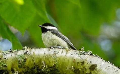 What is the State Bird of Maine? - 10,000 Birds