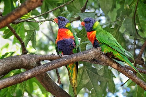 «Coconut Lorikeet» HD Wallpapers