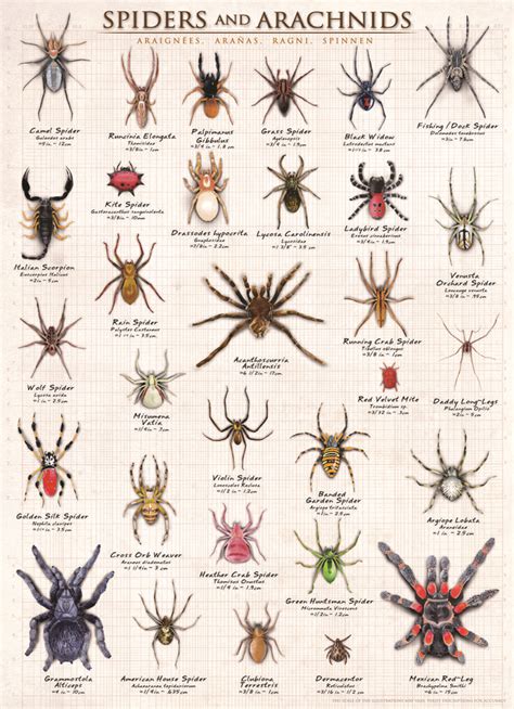 EurographicsPuzzles | Your Source for jigsaw puzzles | Spider ...