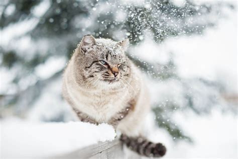 Outdoor Cat Care in Winter: Cold Weather Cat Safety Tips - Tractive