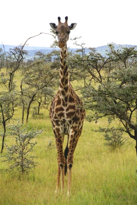 giraffes in Serengeti in the evening 4 Free Photo Download | FreeImages