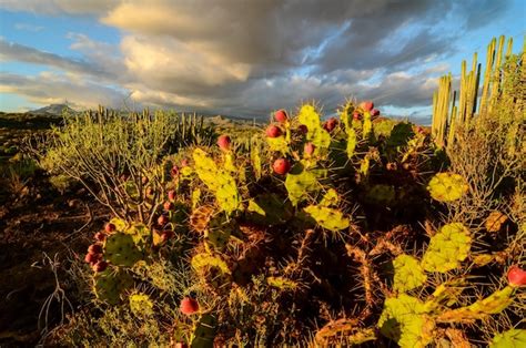 Premium Photo | Calm cactus desert sunset