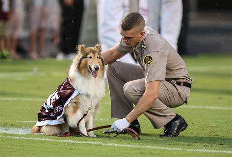 Aggie mascot Reveille VIII to retire at end of academic school year ...