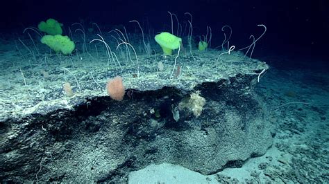 Watch Live: NOAA Explorers Dive Into the Mysteries of the Mid-Atlantic Ridge