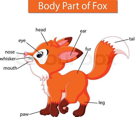 Diagram showing body part of fox | Stock vector | Colourbox