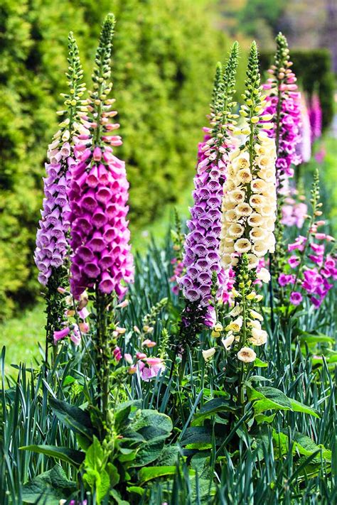 How to Grow and Care for Common Foxglove (Digitalis purpurea)