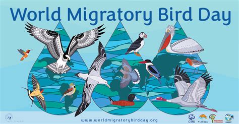 World Migratory Bird Day 2023 | CMS