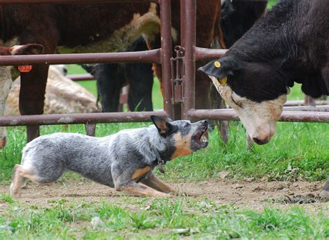 Pin on Australian Cattle Dogs