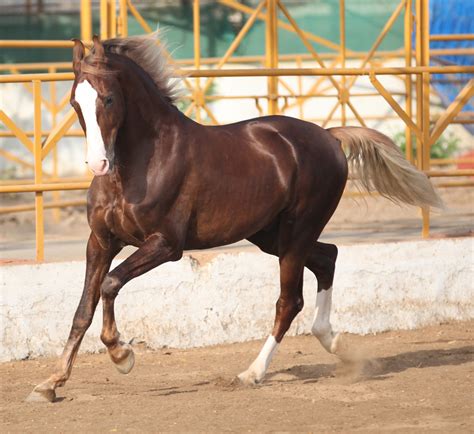 Marwari Horse Breed Information, History, Videos, Pictures