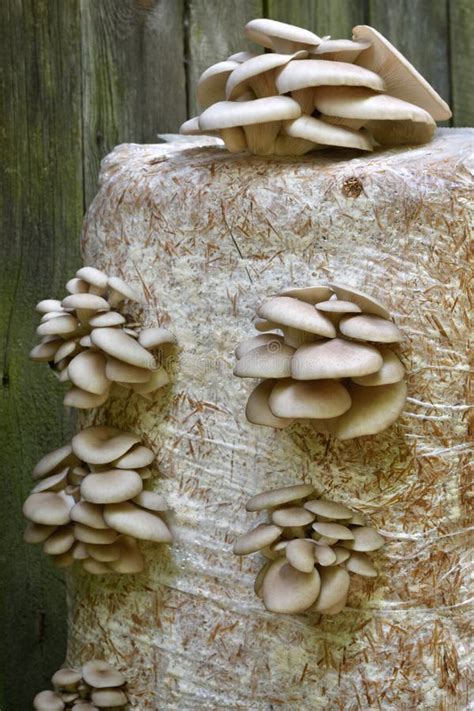 Oyster Mushrums Growing on Straw. Stock Photo - Image of beds, mycelium ...