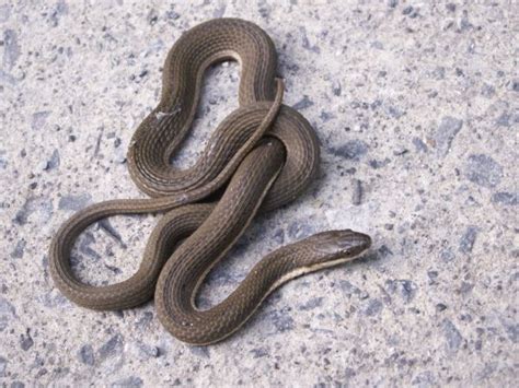 Non-Venomous Snakes of Georgia Pictures and Descriptions | Snake venom ...