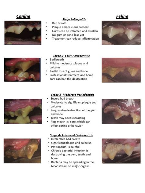 What Color Are Healthy Dog Gums