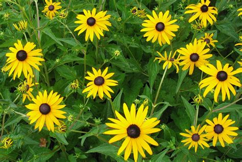 Using Georgia Native Plants: Rudbeckia Returns