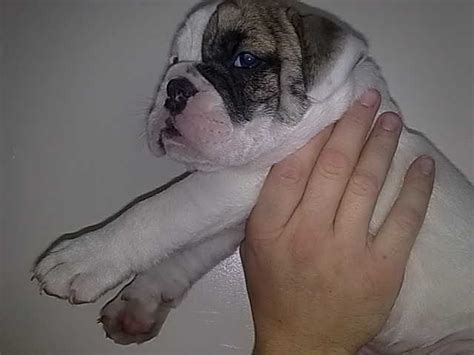 E Midlands Adorable old tyme bulldog puppies - Reptile Forums