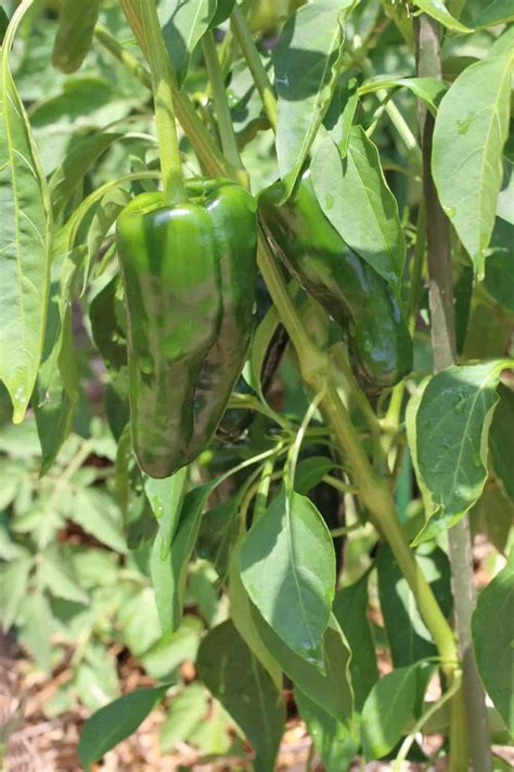 A Guide to Growing Chili Peppers - Chili Pepper Madness