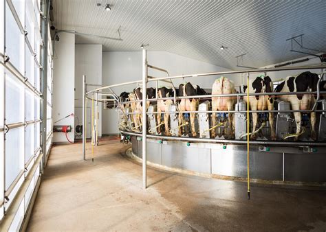 Latest USDA Milk Production Report Reveals Upward Trend in Cow Numbers ...