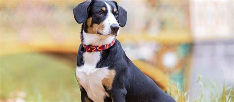 Entlebucher Mountain Dog Puppies For Sale | Greenfield Puppies