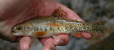 Greenback Cutthroat Trout – Western Native Trout Initiative