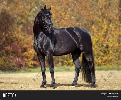 Black Horse Portrait Image & Photo (Free Trial) | Bigstock