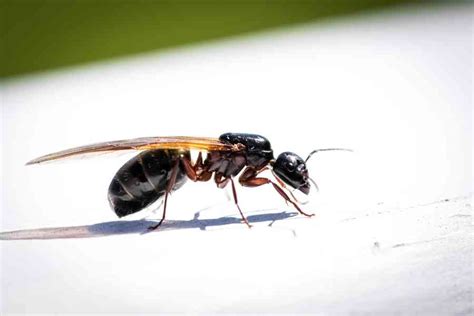 Flying Ants vs. Termites – Determining The Difference - Insectek Pest Solutions