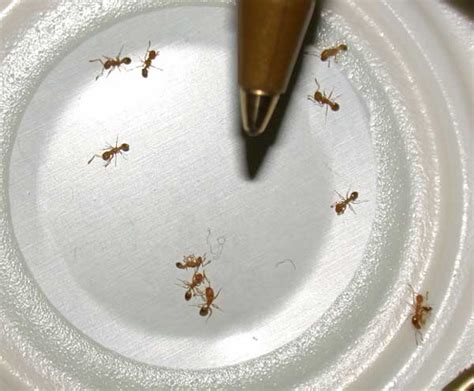 Thief Ants - Insect ID