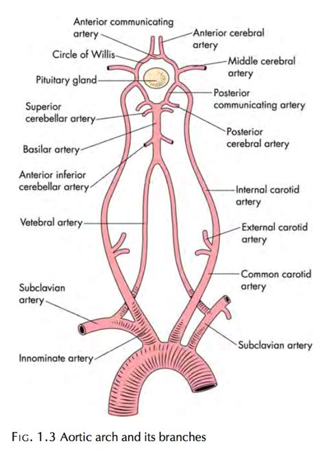 Branches if the Aortic Arch | Basic anatomy and physiology, Diagnostic ...