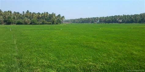 Thrissur Tourism - Kerala Paddy Fields - Kerala Photos - Kerala