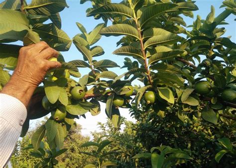 Growing Guava - Planting and Harvesting Caring Guide - Plants Spark Joy