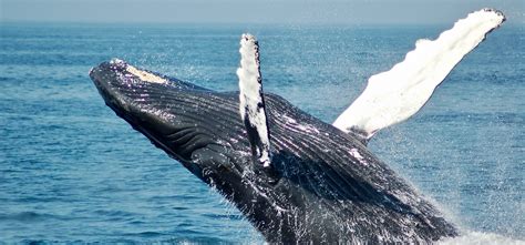 Pro-Whaling Countries’ Absence At IWC Halts Decision On Creation Of South Atlantic Whale Sanctuary