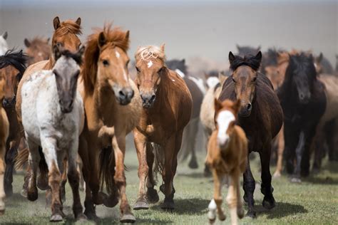 7 Ancient Horse Breeds That Helped Build Human Civilization That Survive Today—Some Are Very Common