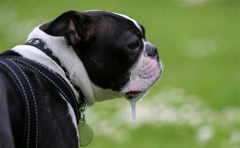 Is Your Dog Drooling A Lot? What Excessive Drooling Can Signal & When To See Your Vet