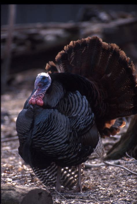 The Wild Turkey: Conservation Success Story - Meigs Independent Press