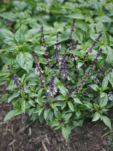 Basil Plant Flowering? Here’s What to Do About It