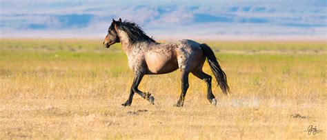 Wild Horse Photography – Fight | Photography of Wild Horses - Onaqui Herd