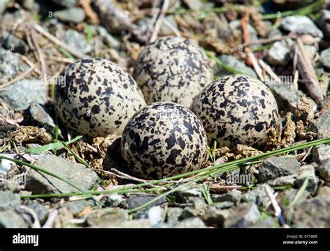 Birds Laying Eggs – Telegraph