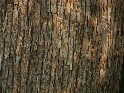 brown tree bark, tree, woods, bark, texture, forest, background, textured, full frame ...