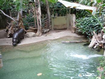 Pygmy Hippopotamus - The African Rainforest