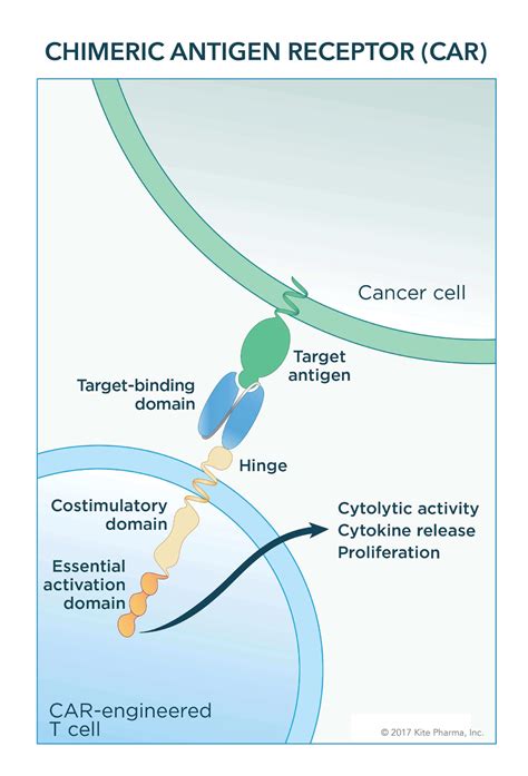 FDA Approves Second CAR T-Cell Therapy - National Cancer Institute