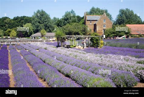 Norfolk lavender Heacham, Norfolk, England Stock Photo - Alamy