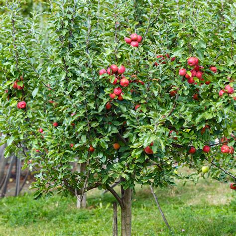 Jonagold Apple Tree – Green Thumbs Garden