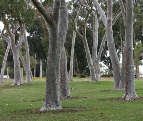 Eucalyptus | California In the 1850s eucalyptus trees were i… | Flickr