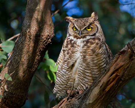 Night Owl Camp Out - Gulf Coast Bird Observatory