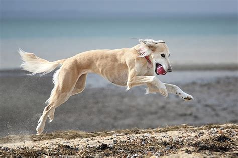 13 Fastest Dog Breeds in the World | Reader's Digest