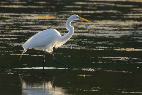 Free picture: great egret, strolls, water, search, food